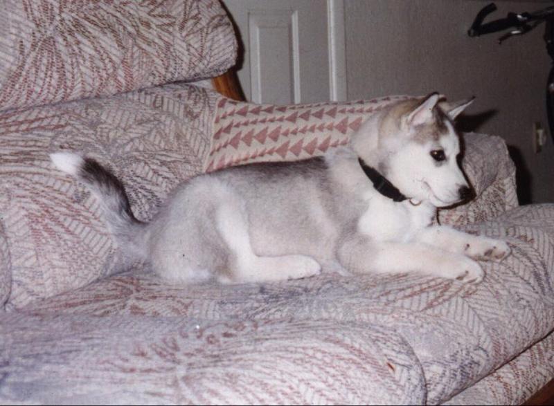 Dog - Siberian Husky puppy (Canis lupus familiaris) {!--개, 시베리안허스키-->; DISPLAY FULL IMAGE.