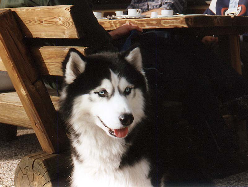 Dog - Siberian Husky (Canis lupus familiaris) {!--개, 시베리안허스키-->; DISPLAY FULL IMAGE.