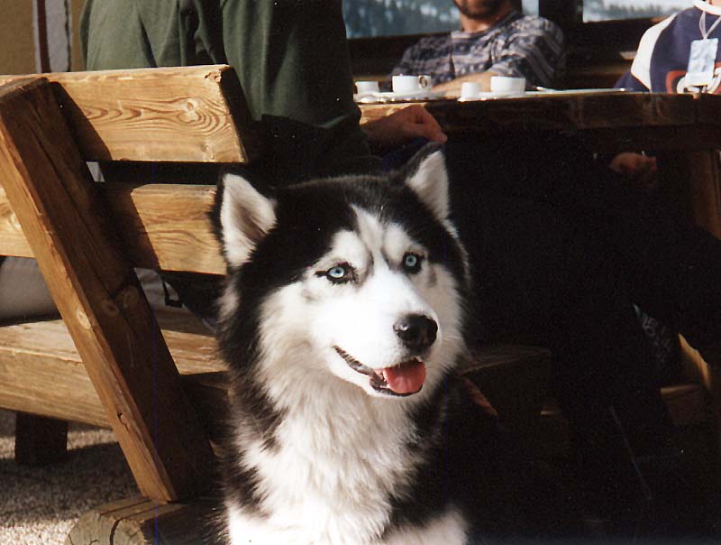 Dog - Siberian Husky (Canis lupus familiaris) {!--개, 시베리안허스키-->; DISPLAY FULL IMAGE.