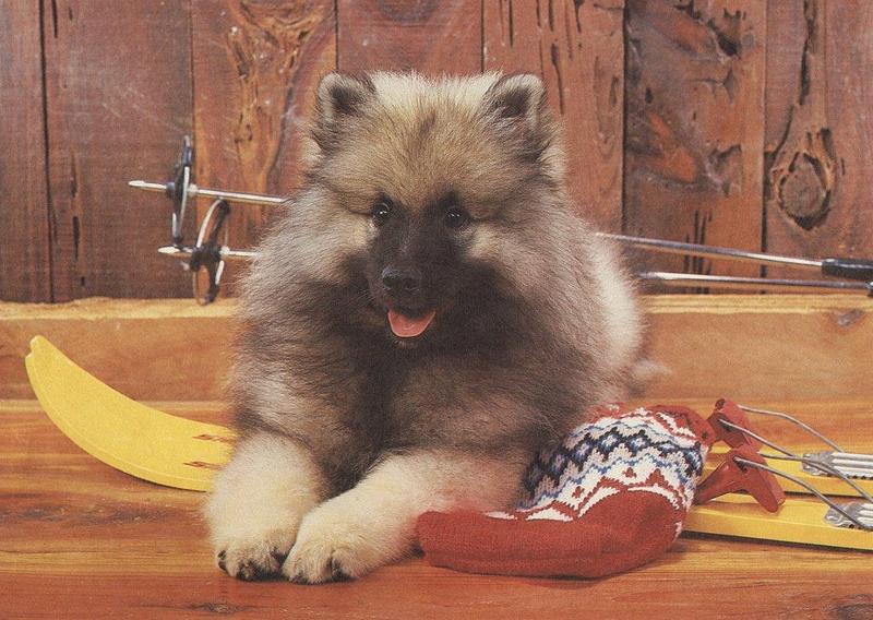 Dog - Keeshond puppy (Canis lupus familiaris) {!--개, 케이스혼드-->; DISPLAY FULL IMAGE.