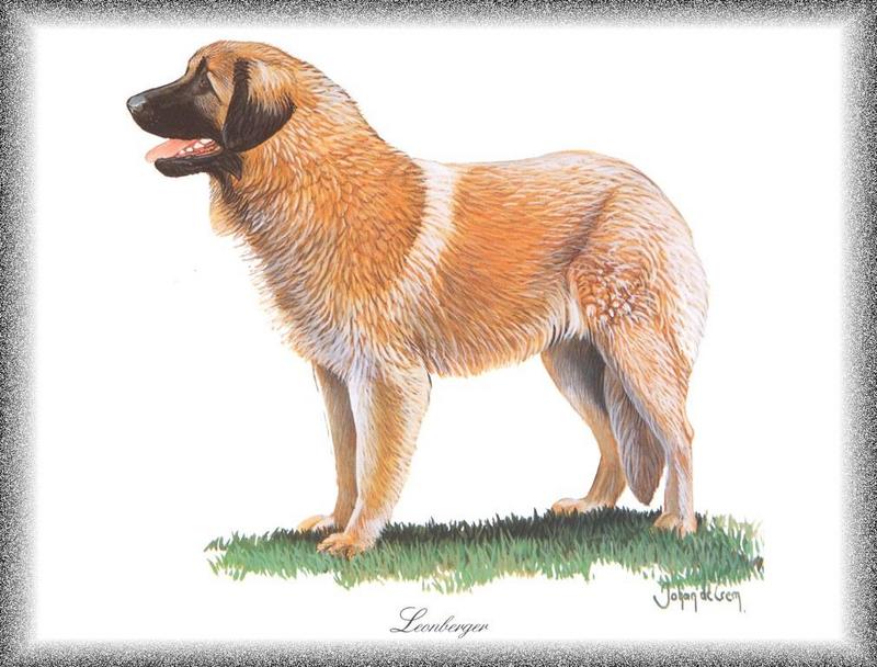 [Painting] Dog - Leonberger (Canis lupus familiaris) {!--개, 레온베르거-->; DISPLAY FULL IMAGE.