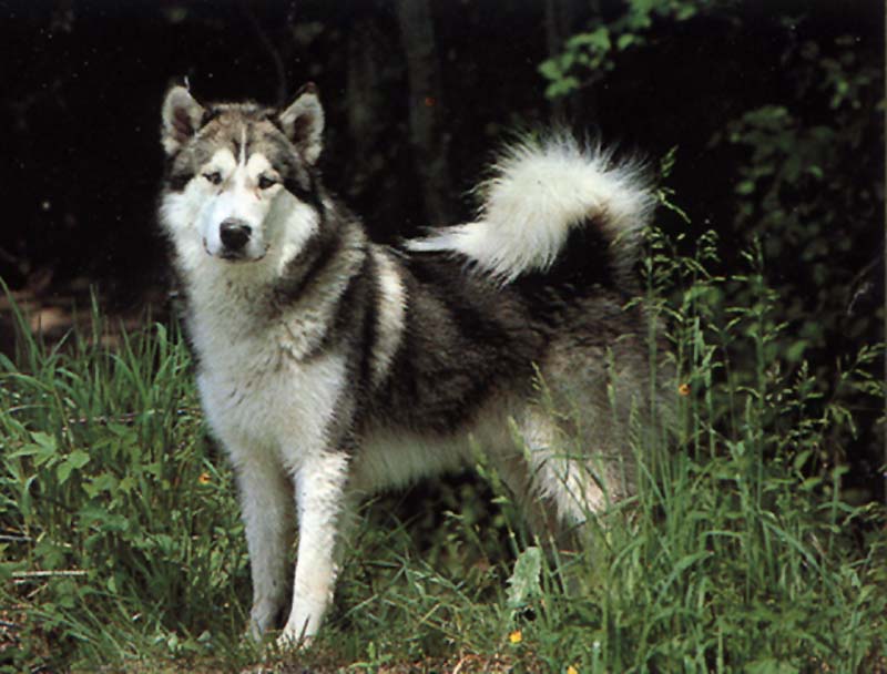 Dog - Alaskan Malamute (Canis lupus familiaris) {!--개, 알래스칸 말라뮤트-->; DISPLAY FULL IMAGE.