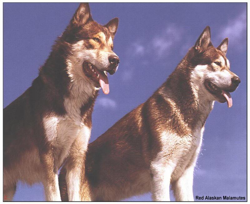 Dogs - Red Alaskan Malamute (Canis lupus familiaris) {!--개, 알래스칸 말라뮤트-->; DISPLAY FULL IMAGE.