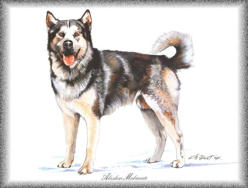 [Painting] Dog - Alaskan Malamute (Canis lupus familiaris) {!--개, 알래스칸 말라뮤트-->; DISPLAY FULL IMAGE.