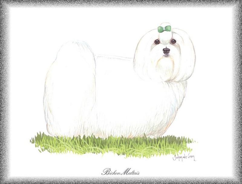 [Painting] Dog - Maltese (Canis lupus familiaris) {!--개, 말티즈-->; DISPLAY FULL IMAGE.