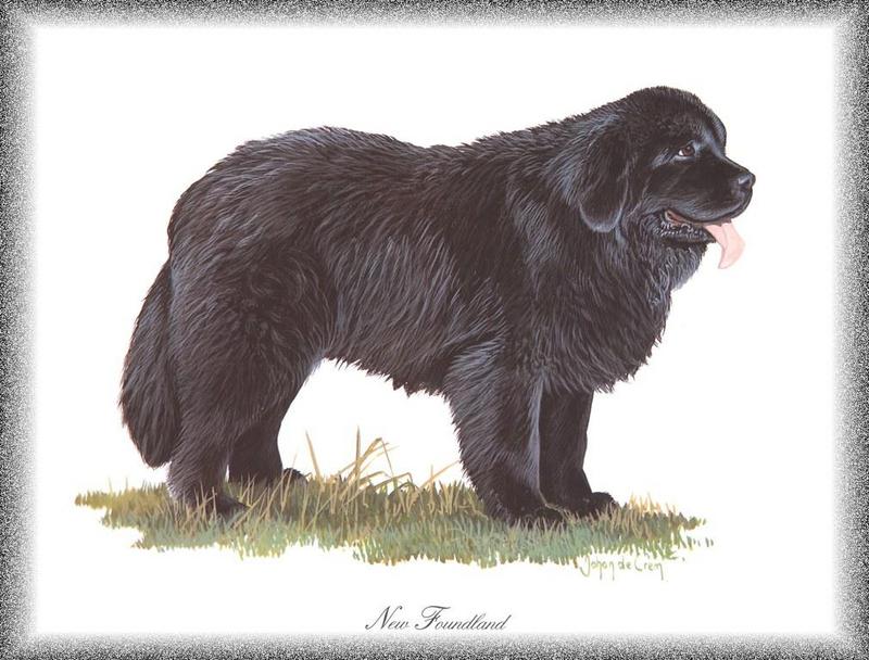 [Painting] Dog - Newfoundland (Canis lupus familiaris) {!--개, 뉴펀들랜드-->; DISPLAY FULL IMAGE.