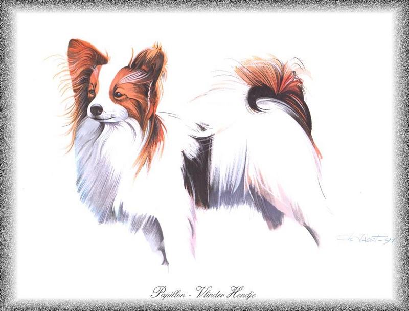 [Painting] Dog - Papillon (Canis lupus familiaris) {!--개, 파피용/빠삐용-->; DISPLAY FULL IMAGE.