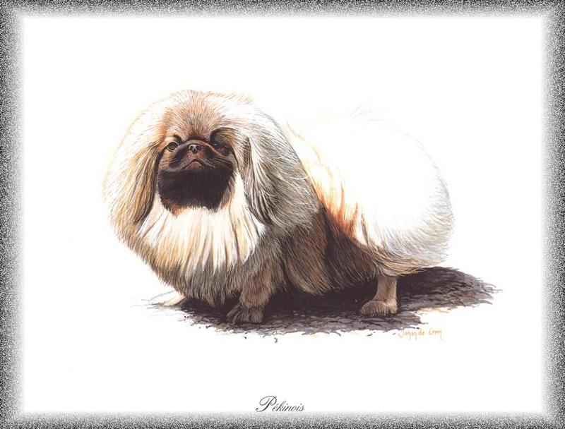 [Painting] Dog - Pekinese (Canis lupus familiaris) {!--개, 페키니즈-->; DISPLAY FULL IMAGE.