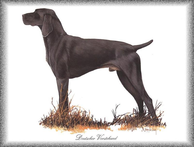 [Painting] Dog - Pointer (Canis lupus familiaris) {!--개, 포인터-->; DISPLAY FULL IMAGE.