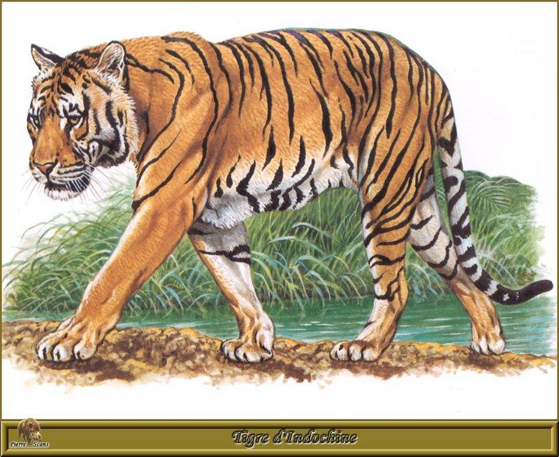 [Painting] Indochinese Tiger (Panthera tigris corbetti) {!--인도차이나 호랑이-->; DISPLAY FULL IMAGE.