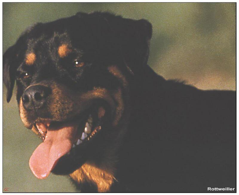 Dog - Rottweiler (Canis lupus familiaris) {!--개, 로트와일러-->; DISPLAY FULL IMAGE.