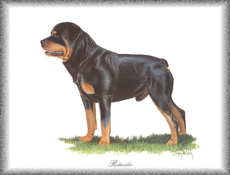 [Painting] Dog - Rottweiler (Canis lupus familiaris) {!--개, 로트와일러-->; DISPLAY FULL IMAGE.