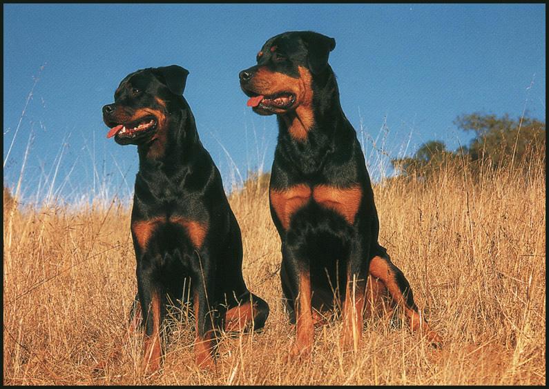 Dogs - Rottweiler (Canis lupus familiaris) {!--개, 로트와일러-->; DISPLAY FULL IMAGE.