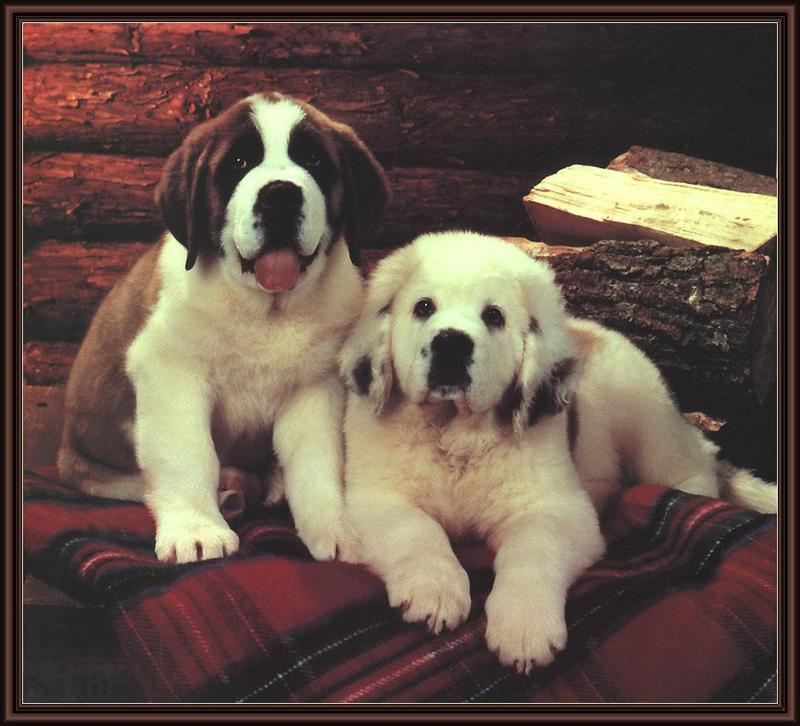 Dogs - Saint Bernard puppies (Canis lupus familiaris) {!--개, 세인트버나드-->; DISPLAY FULL IMAGE.