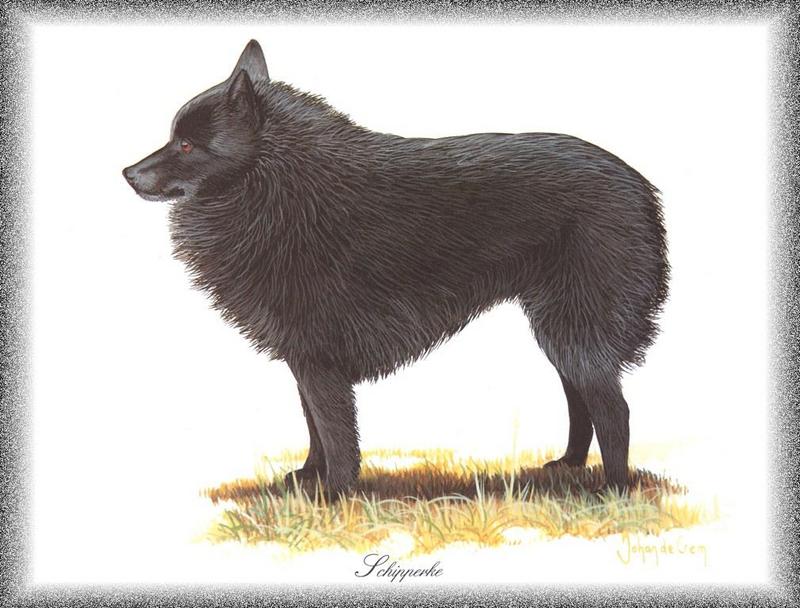 [Painting] Dog - Schipperke (Canis lupus familiaris) {!--개, 쉬퍼키-->; DISPLAY FULL IMAGE.