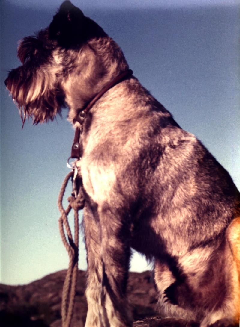 Dog - Schnauzer (Canis lupus familiaris) {!--개, 슈나우저-->; DISPLAY FULL IMAGE.