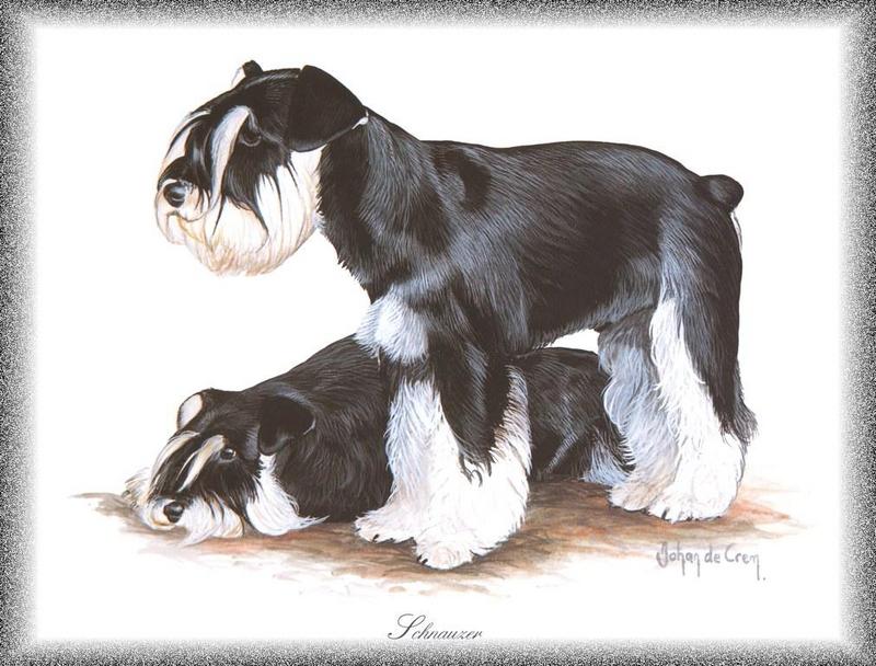 [Painting] Dogs - Schnauzer (Canis lupus familiaris) {!--개, 슈나우저-->; DISPLAY FULL IMAGE.