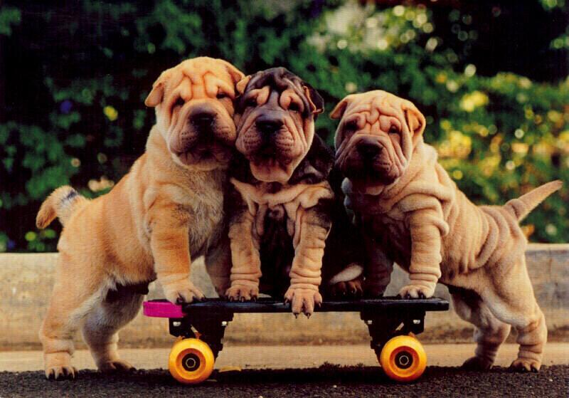 Dogs - Shar-Pei puppies (Canis lupus familiaris) {!--개, 샤페이-->; DISPLAY FULL IMAGE.