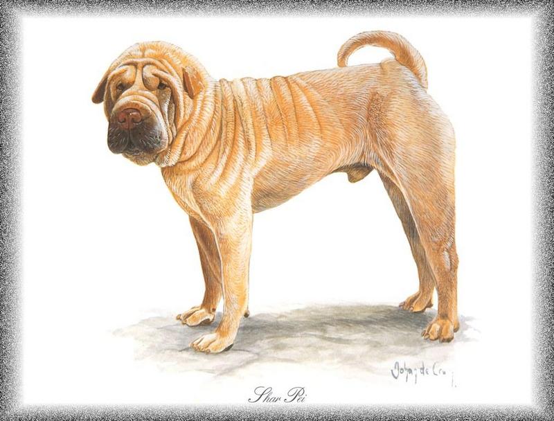 [Painting] Dog - Shar-Pei (Canis lupus familiaris) {!--개, 샤페이-->; DISPLAY FULL IMAGE.