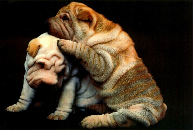 Dogs - Shar-Pei puppies (Canis lupus familiaris) {!--개, 샤페이-->; DISPLAY FULL IMAGE.