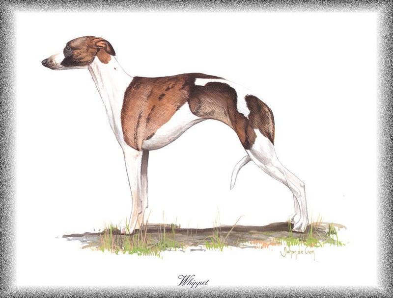 [Painting] Dog - Whippet (Canis lupus familiaris) {!--개, 휘핏(휘페트)-->; DISPLAY FULL IMAGE.