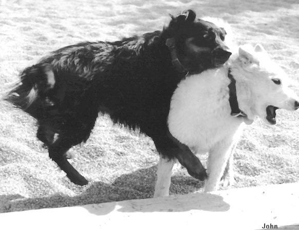 Dog - Labrador Retriever (Canis lupus familiaris) {!--개, 래브라도 리트리버-->; Image ONLY