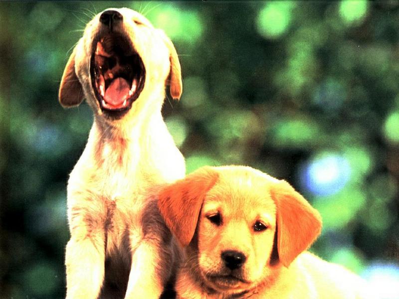 Dogs - Labrador Retriever puppies (Canis lupus familiaris) {!--개, 래브라도 리트리버-->; DISPLAY FULL IMAGE.
