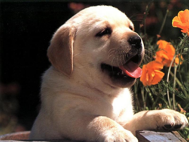 Dog - Labrador Retriever puppy (Canis lupus familiaris) {!--개, 래브라도 리트리버-->; DISPLAY FULL IMAGE.