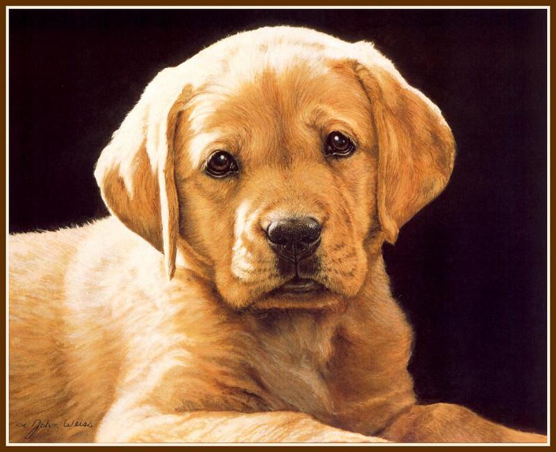 [Animal Art - John Weiss] Dog - Labrador Retriever puppy (Canis lupus familiaris) {!--강아지, 래브라도 리트리버-->; DISPLAY FULL IMAGE.