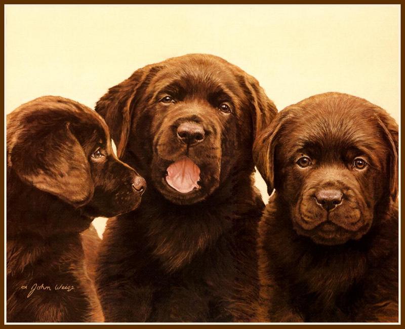 [Animal Art - John Weiss] Dogs - Labrador Retriever puppies (Canis lupus familiaris) {!--강아지, 래브라도 리트리버-->; DISPLAY FULL IMAGE.