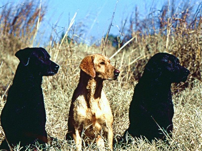 Dogs - Labrador Retriever (Canis lupus familiaris) {!--개, 래브라도 리트리버-->; DISPLAY FULL IMAGE.