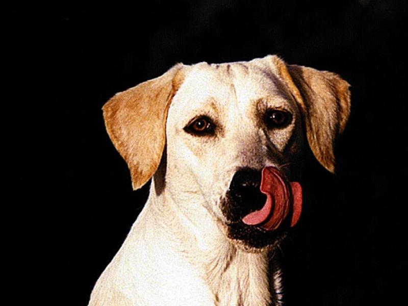 Dog - Labrador Retriever (Canis lupus familiaris) {!--개, 래브라도 리트리버-->; DISPLAY FULL IMAGE.