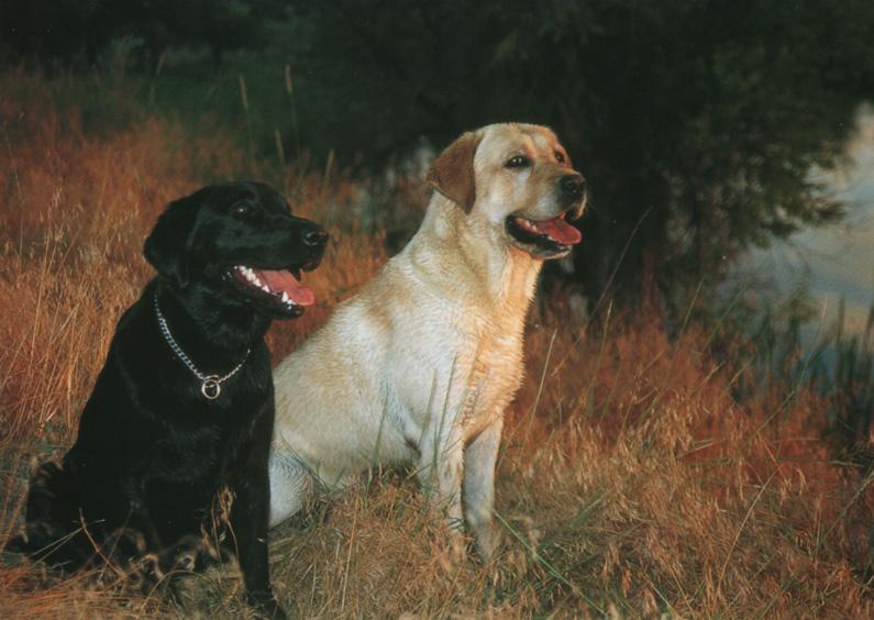 Dogs - Labrador Retriever (Canis lupus familiaris) {!--개, 래브라도 리트리버-->; DISPLAY FULL IMAGE.