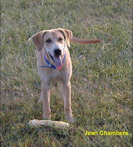 Dog - Labrador Retriever (Canis lupus familiaris) {!--개, 래브라도 리트리버-->; Image ONLY