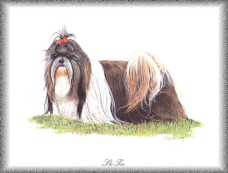 [Painting] Dog - Shih-Tzu (Canis lupus familiaris) {!--개, 시쮸-->; DISPLAY FULL IMAGE.