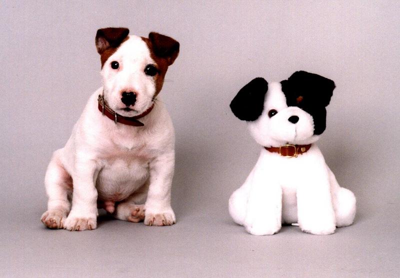 Dog - Terrier (Canis lupus familiaris) {!--개, 테리어-->; DISPLAY FULL IMAGE.