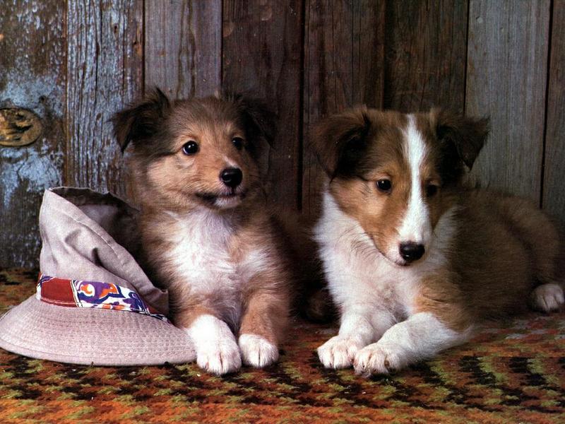 Dogs - Shetland Sheepdog puppies (Canis lupus familiaris) {!--강아지, 쉐틀랜드 쉽독-->; DISPLAY FULL IMAGE.