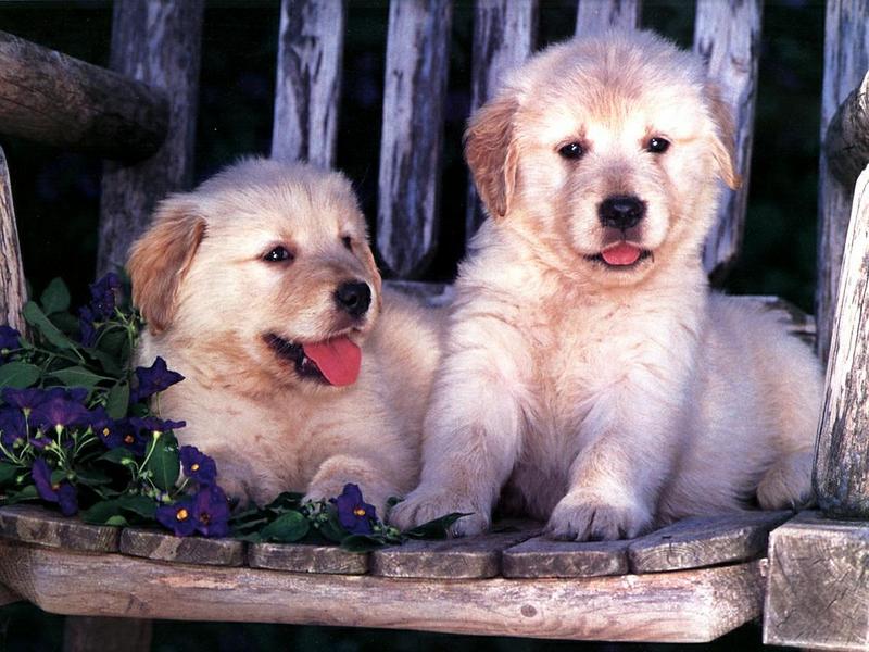 Dogs - Golden Retriever puppies (Canis lupus familiaris) {!--강아지, 골든 리트리버-->; DISPLAY FULL IMAGE.