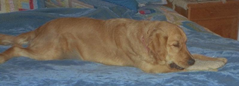 Dog - Golden Retriever (Canis lupus familiaris) {!--개, 골든 리트리버-->; DISPLAY FULL IMAGE.