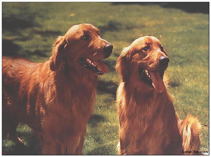 Dogs - Golden Retriever (Canis lupus familiaris) {!--개, 골든 리트리버-->; DISPLAY FULL IMAGE.