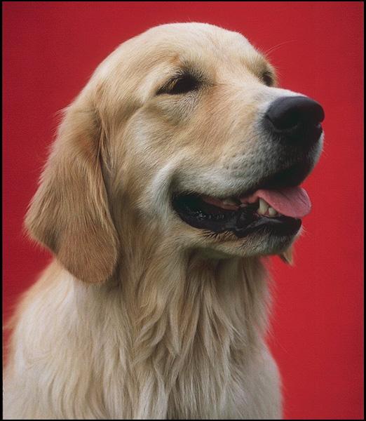 Dog - Golden Retriever (Canis lupus familiaris) {!--개, 골든 리트리버-->; Image ONLY