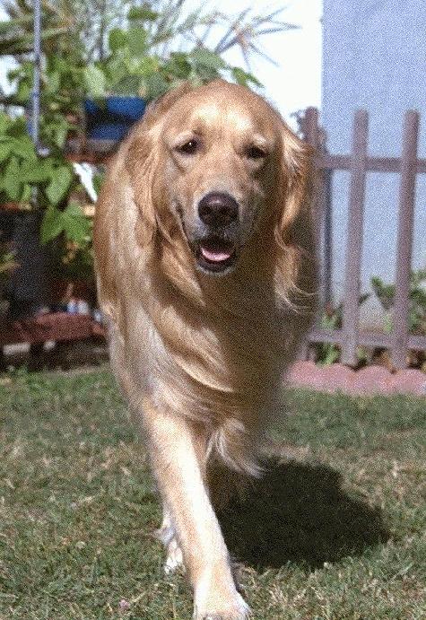 Dog - Golden Retriever (Canis lupus familiaris) {!--개, 골든 리트리버-->; Image ONLY