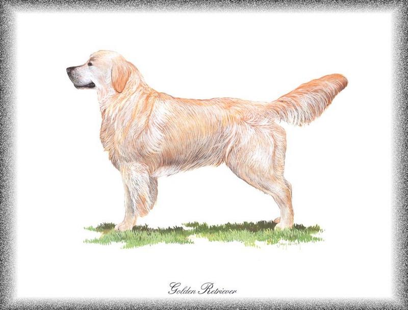 [Painting] Dog - Golden Retriever (Canis lupus familiaris) {!--개, 골든 리트리버-->; DISPLAY FULL IMAGE.