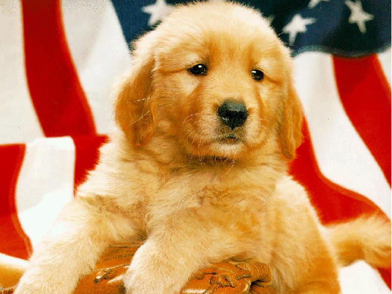 Dog - Golden Retriever puppy (Canis lupus familiaris) {!--강아지, 골든 리트리버-->; DISPLAY FULL IMAGE.