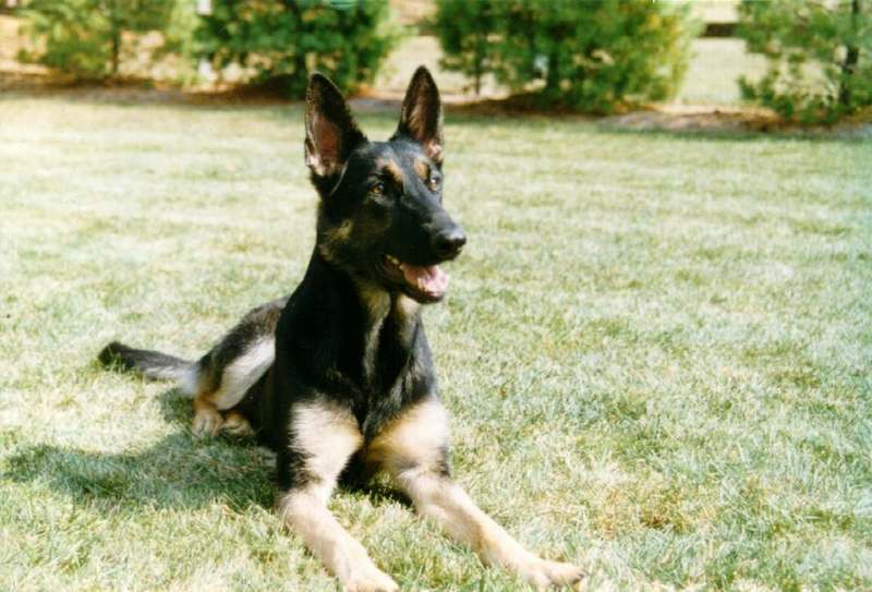 Dog - German Shepherd (Canis lupus familiaris) {!--개, 독일셰퍼드-->; DISPLAY FULL IMAGE.