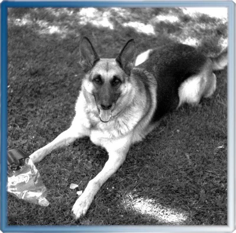 Dog - German Shepherd (Canis lupus familiaris) {!--개, 독일셰퍼드-->; DISPLAY FULL IMAGE.