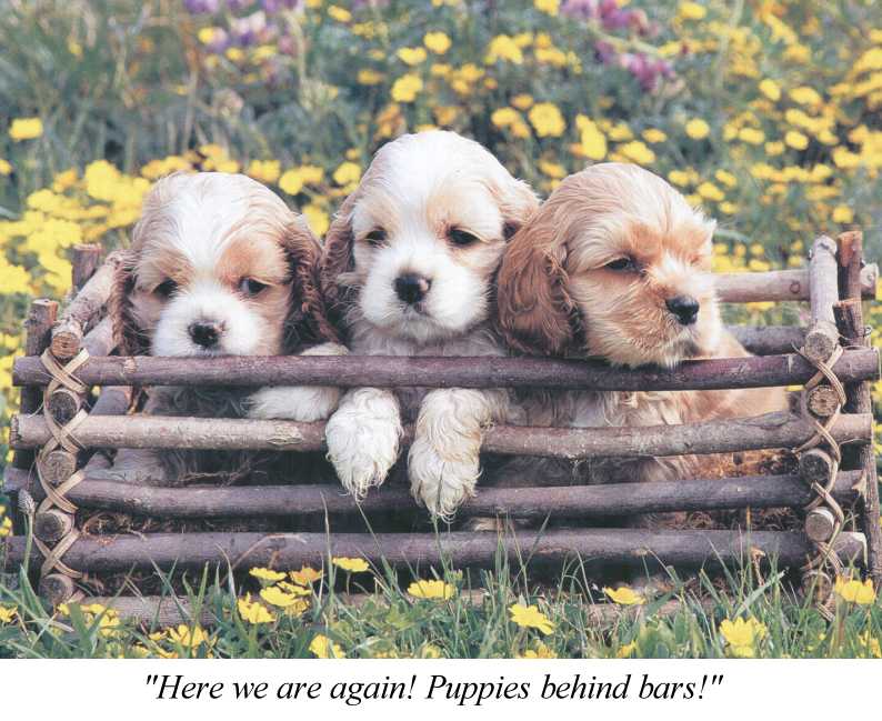 Dogs - Cocker Spaniel puppies (Canis lupus familiaris) {!--강아지, 코커 스파니엘-->; DISPLAY FULL IMAGE.