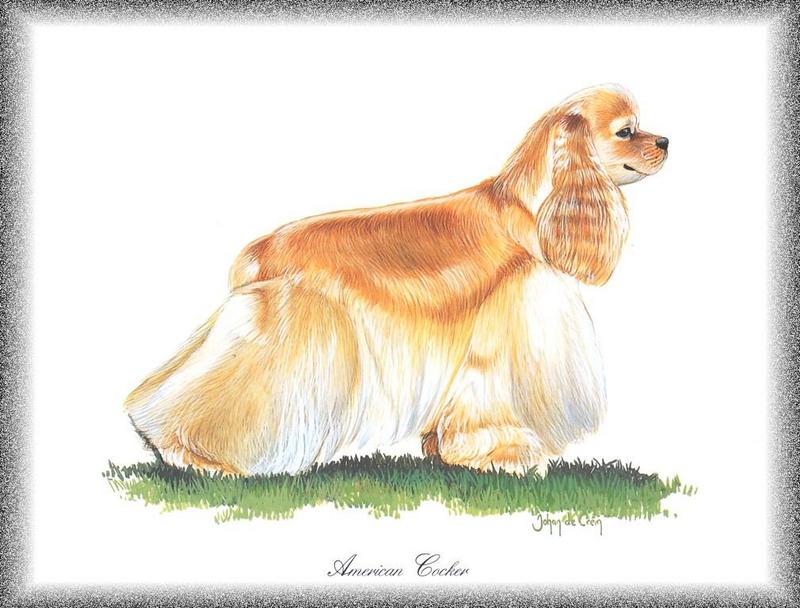 [Painting] Dog - American Cocker Spaniel (Canis lupus familiaris) {!--개, 아메리칸 코커 스파니엘-->; DISPLAY FULL IMAGE.