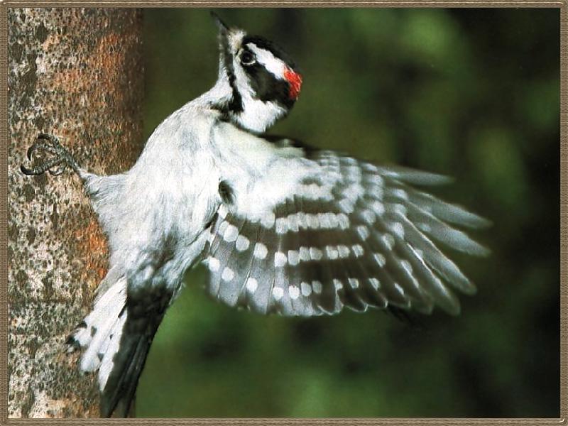 Downy Woodpecker (Picoides pubescens) {!--솜털딱다구리-->; DISPLAY FULL IMAGE.