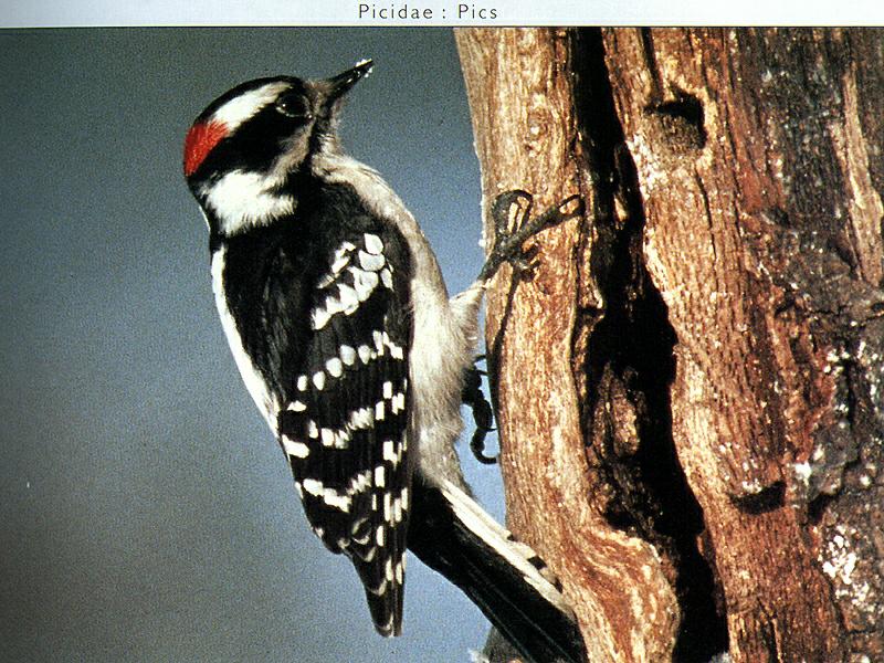 Downy Woodpecker (Picoides pubescens) {!--솜털딱다구리-->; DISPLAY FULL IMAGE.